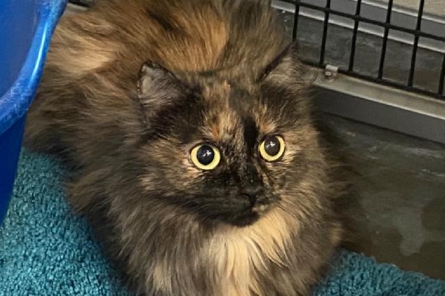 My name at SAFE Haven was Kani and I was adopted!