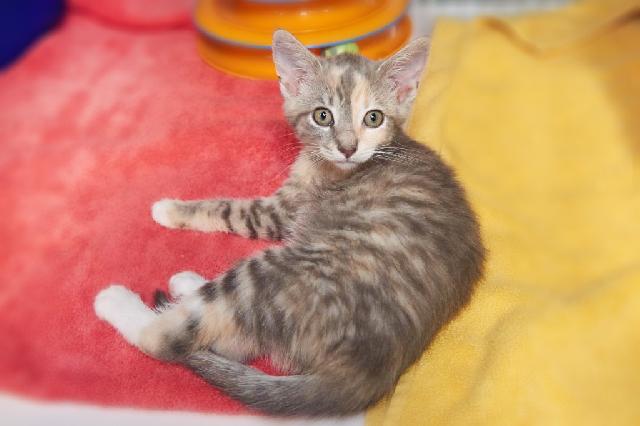 My name is Noddy and I am ready for adoption. Learn more about me!