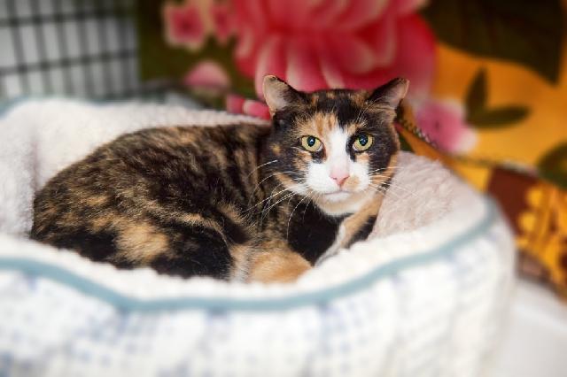 My name is Stacy Jones and I am ready for adoption. Learn more about me!