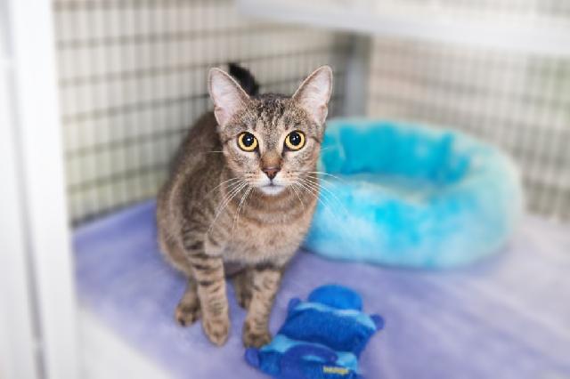 My name is Sara Snap and I am ready for adoption. Learn more about me!