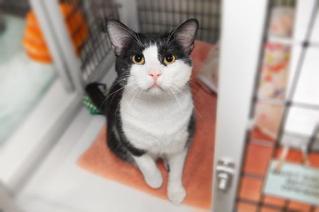 My name is Tommy Tibble and I am ready for adoption. Learn more about me!
