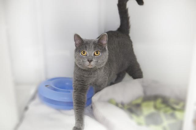 My name is Nico and I am ready for adoption. Learn more about me!