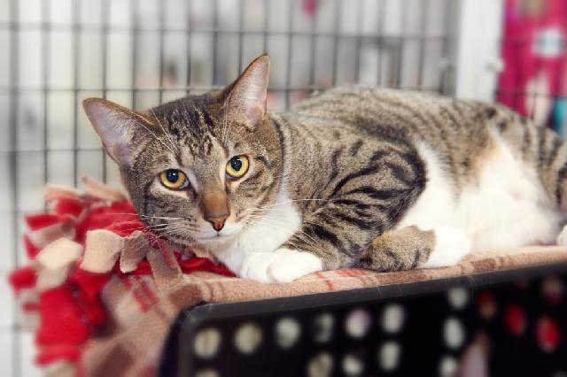 My name is Slim Jim and I am ready for adoption. Learn more about me!