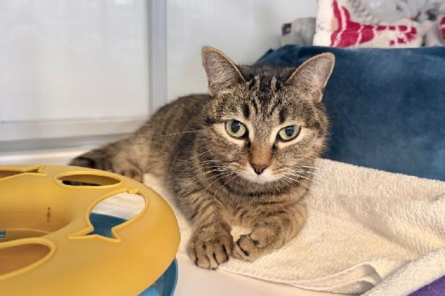 My name is Funyan and I am ready for adoption. Learn more about me!