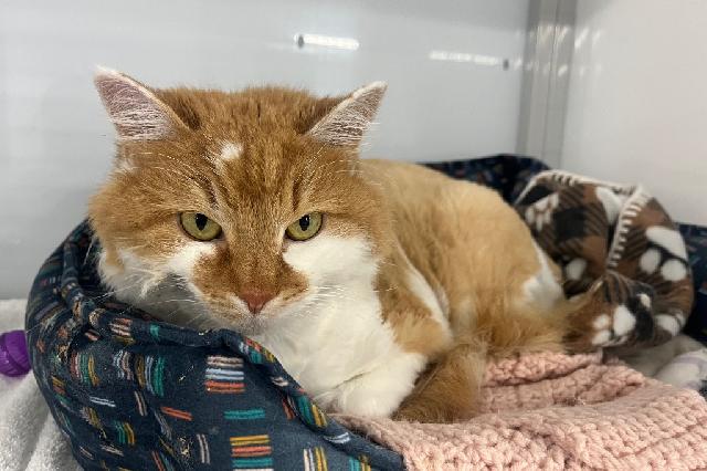 My name at SAFE Haven was Fluffi and I was adopted!