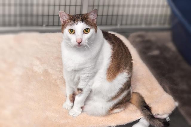 My name is Charis and I am ready for adoption. Learn more about me!