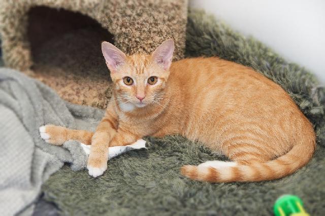 My name is Ed and I am ready for adoption. Learn more about me!