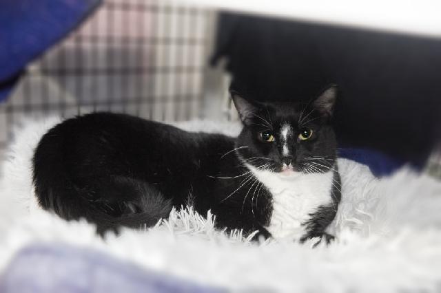 My name is Tux and I am ready for adoption. Learn more about me!