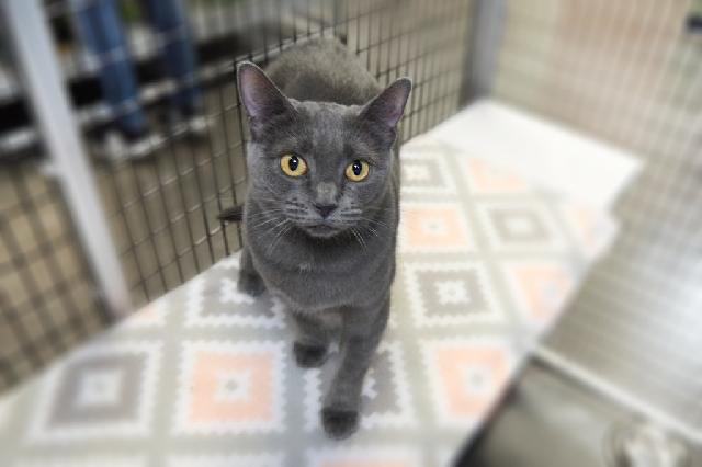My name is Charlotte Gray and I am ready for adoption. Learn more about me!