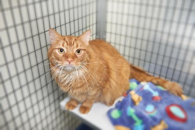 My name is Maverick and I am ready for adoption. Learn more about me!