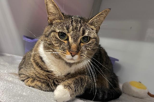 My name at SAFE Haven was Sleeping Beauty and I was adopted!