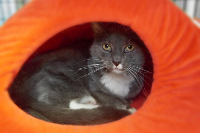 My name is Grainger and I am ready for adoption. Learn more about me!