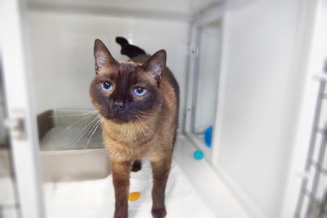 My name is Sidney and I am ready for adoption. Learn more about me!