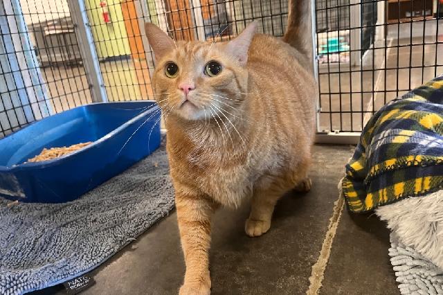 My name is Macan and I am ready for adoption. Learn more about me!