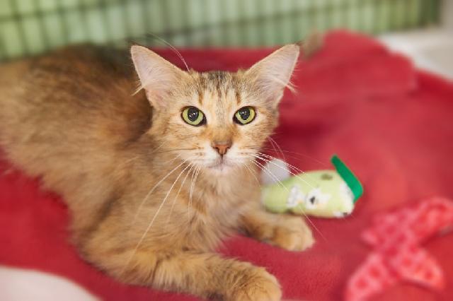 My name is Mama Red and I am ready for adoption. Learn more about me!