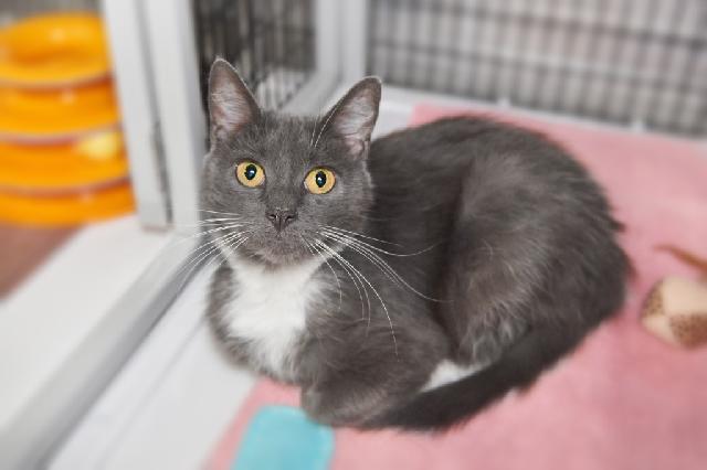 My name is Sailor and I am ready for adoption. Learn more about me!