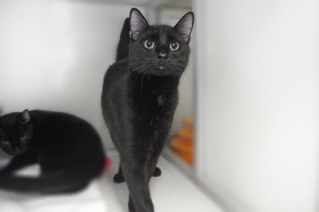 My name is Baze and I am ready for adoption. Learn more about me!
