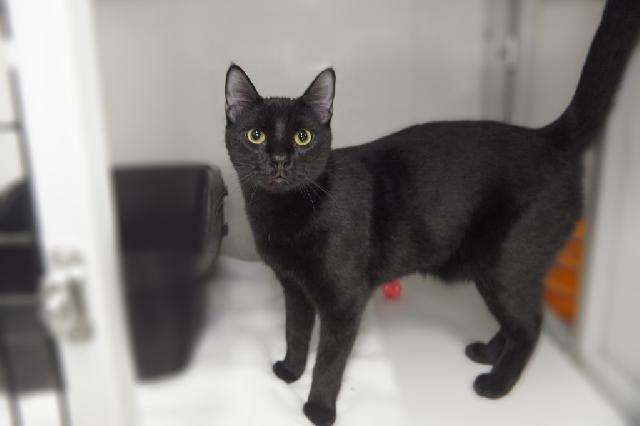 My name is Bo-Katan and I am ready for adoption. Learn more about me!