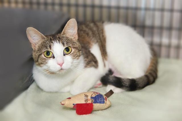 My name is Jira and I am ready for adoption. Learn more about me!