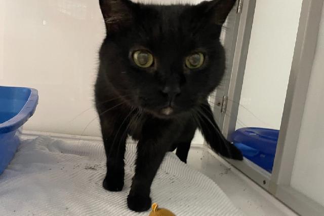 My name is Dil Pickles and I am ready for adoption. Learn more about me!