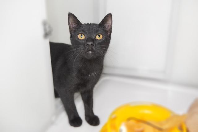 My name at SAFE Haven was Inky Cap and I was adopted!