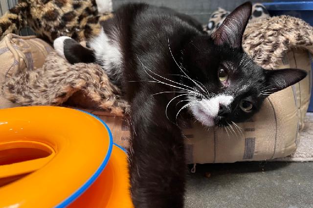 My name at SAFE Haven was Vanden and I was adopted!