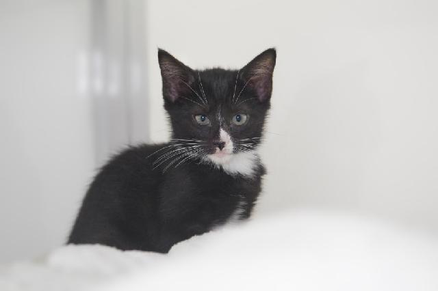 My name at SAFE Haven was Tallie and I was adopted!