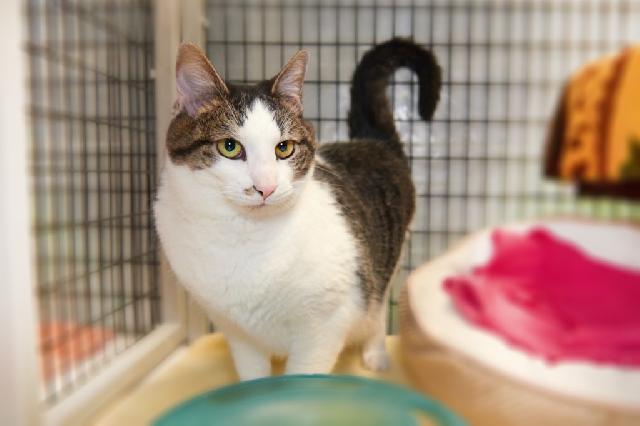 My name is Samy and I am ready for adoption. Learn more about me!
