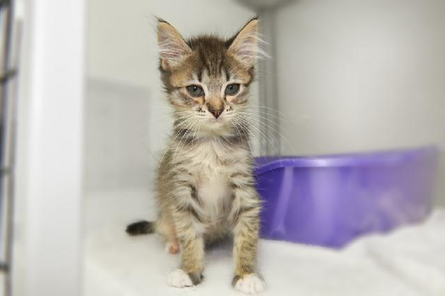 My name is Winta and I am ready for adoption. Learn more about me!