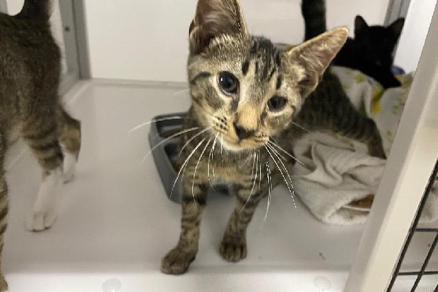 My name is Belker and I am ready for adoption. Learn more about me!