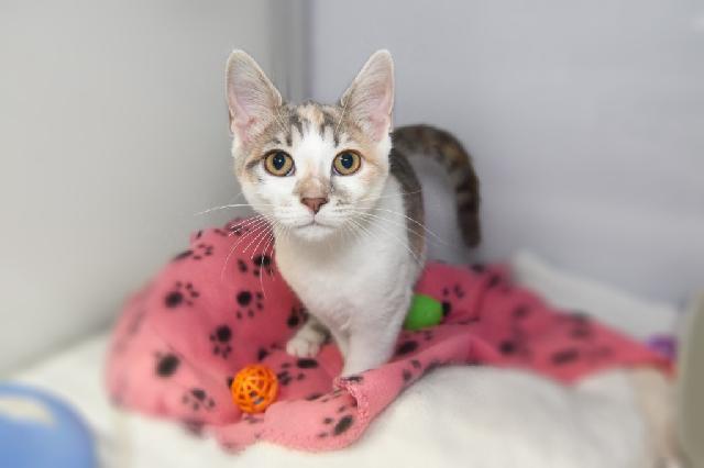 My name is Kyndal and I am ready for adoption. Learn more about me!