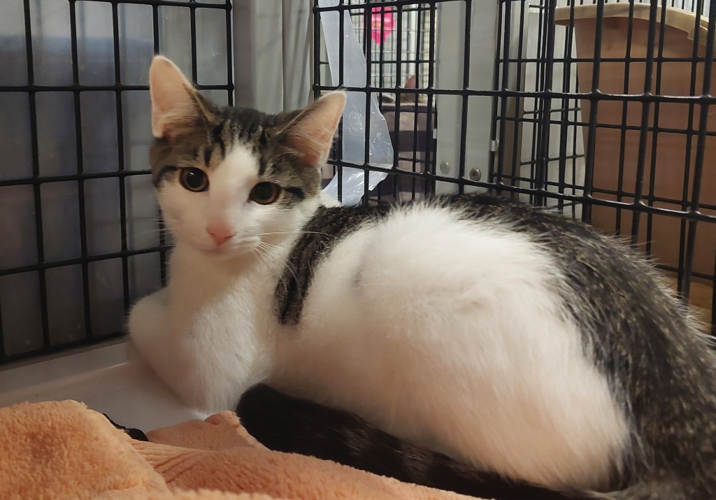 Adopt a Cat Adopt Me! SAFE Haven for Cats