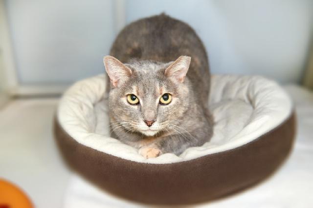 My name is Lil Lady and I am ready for adoption. Learn more about me!