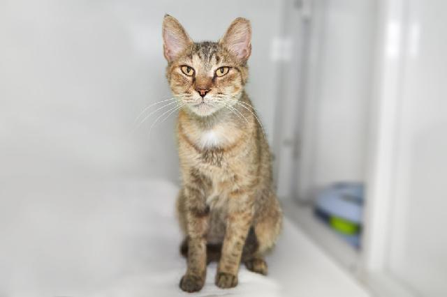 My name is Edamame and I am ready for adoption. Learn more about me!