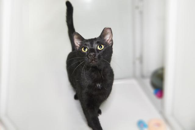 My name is Taro and I am ready for adoption. Learn more about me!