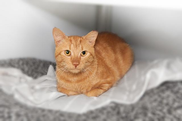 My name is Summer Squash and I am ready for adoption. Learn more about me!