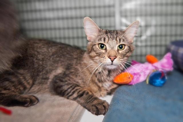 My name is Gil Grissom and I am ready for adoption. Learn more about me!