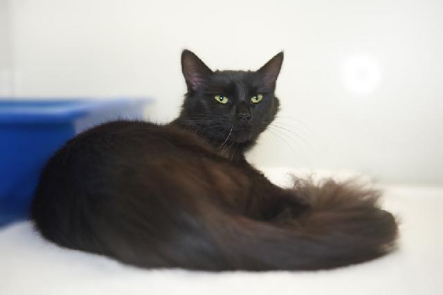 My name is Samantha Kinsey and I am ready for adoption. Learn more about me!