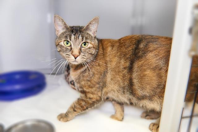 My name is Mrs. Bingley and I am ready for adoption. Learn more about me!