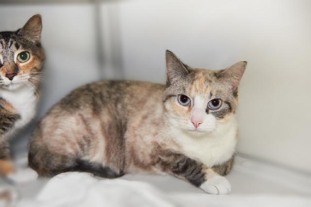 My name is Ila and I am ready for adoption. Learn more about me!