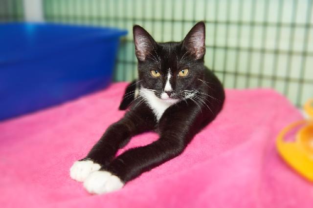 My name is Chand and I am ready for adoption. Learn more about me!