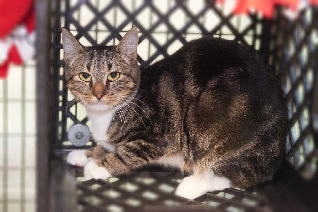 My name at SAFE Haven was Noor and I was adopted!