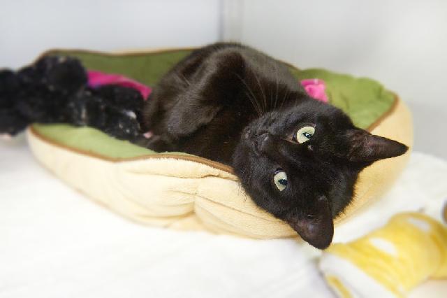 My name at SAFE Haven was Soot Soot and I was adopted!