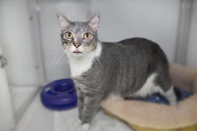 My name at SAFE Haven was Crank and I was adopted!