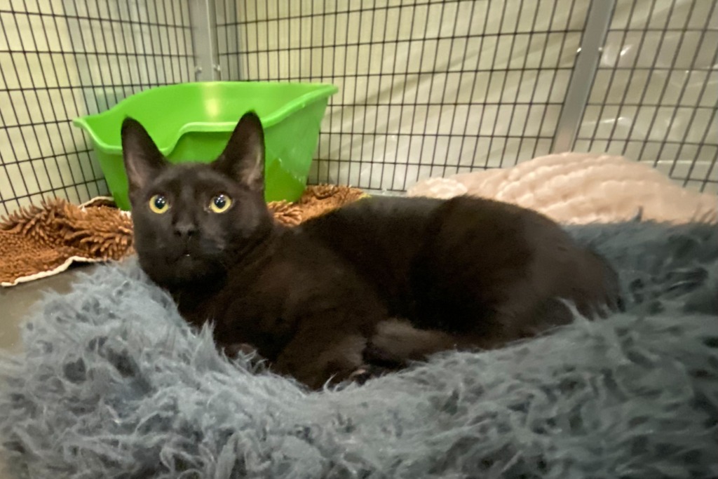 Adopt a Cat Adopt Me! SAFE Haven for Cats