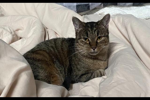 My name at SAFE Haven was Firefox and I was adopted!