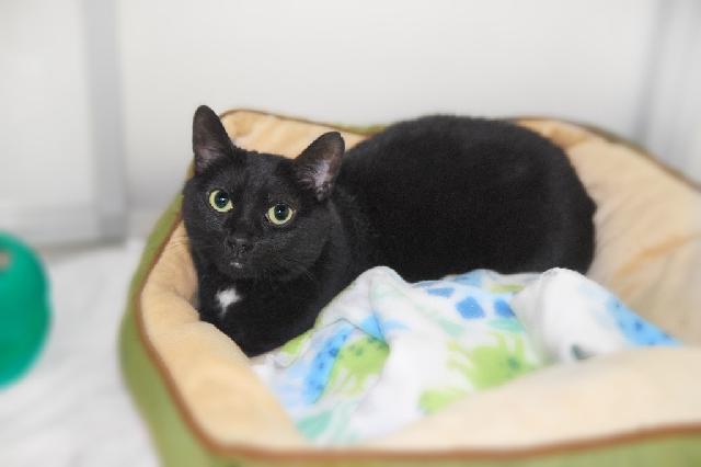 My name is Rheaume and I am ready for adoption. Learn more about me!