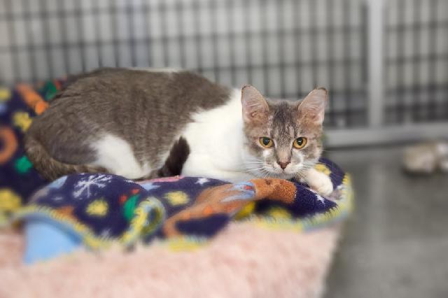 My name is Streusel and I am ready for adoption. Learn more about me!