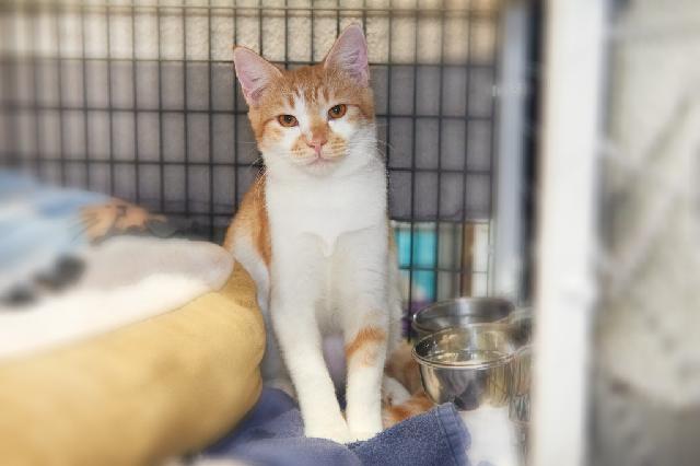 My name is Derry and I am ready for adoption. Learn more about me!