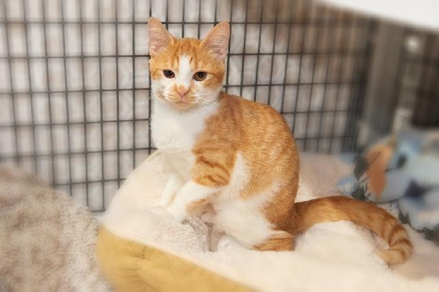 My name is Dundalk and I am ready for adoption. Learn more about me!